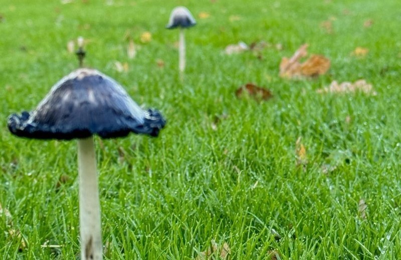 400753076 821764839957451 7356294529682504368 n