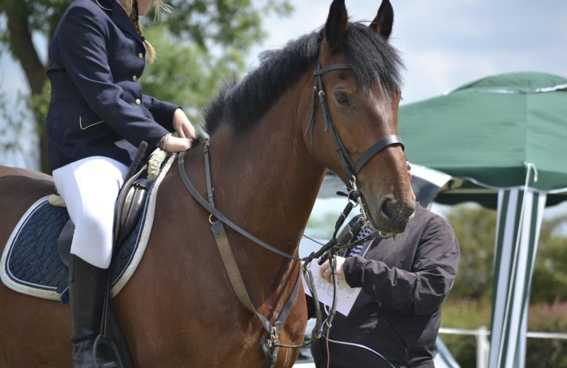 Tschio Aachen World Equestrian Festival