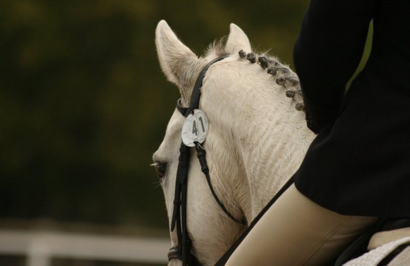 FEI World Championships Aachen